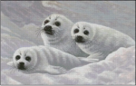 (image for) Harp Seal Pups